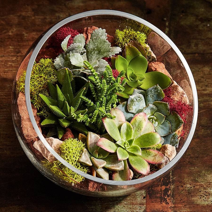 Succulent Terrarium Plants