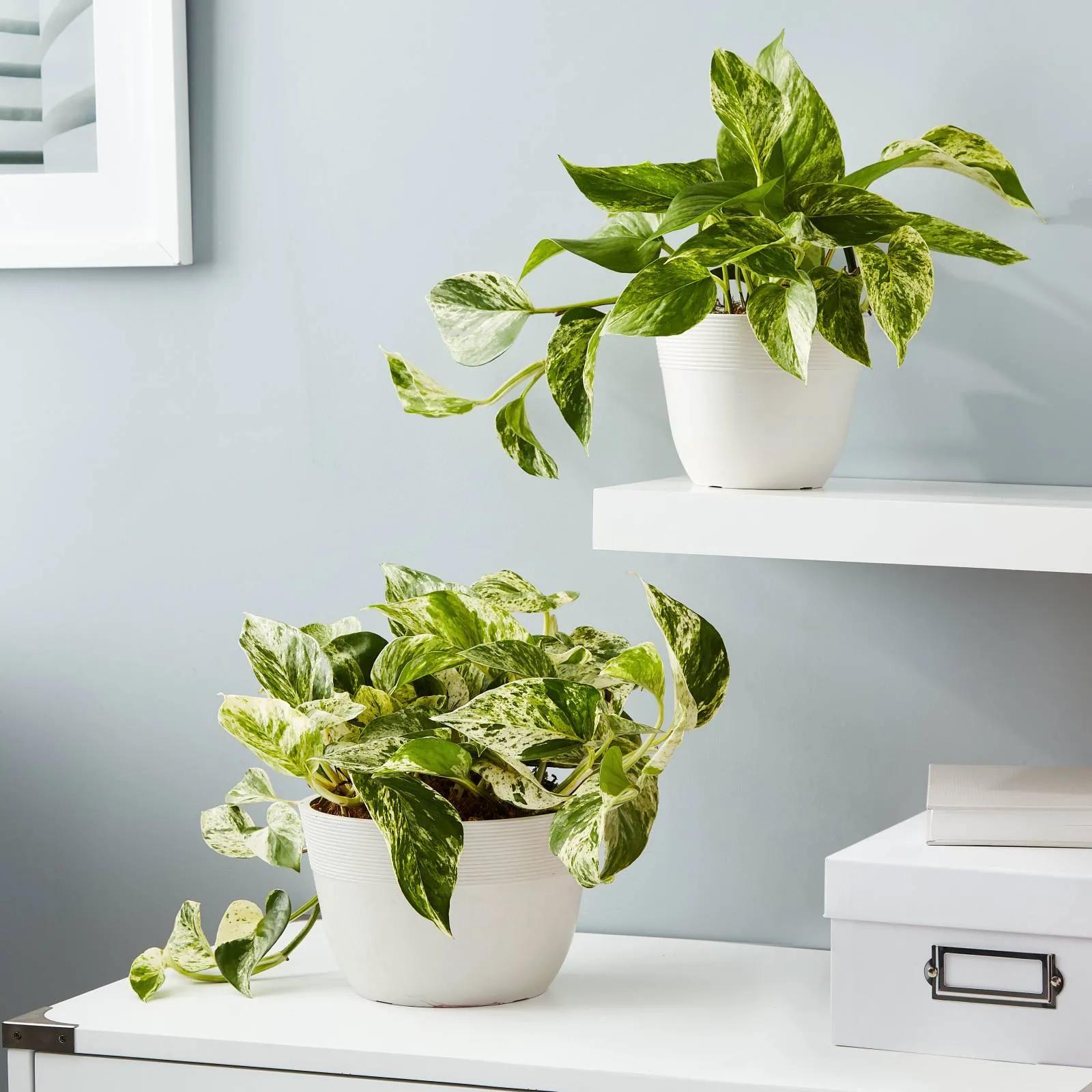 pothos group