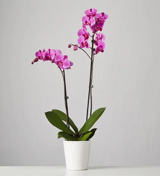 mothers day gift ideas with Phalaenopsis Orchid