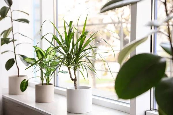 depositphotos  stock photo different potted plants window home