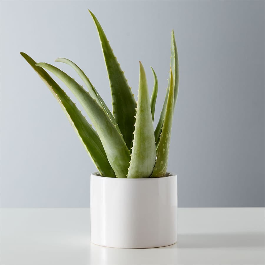 aloe plant s