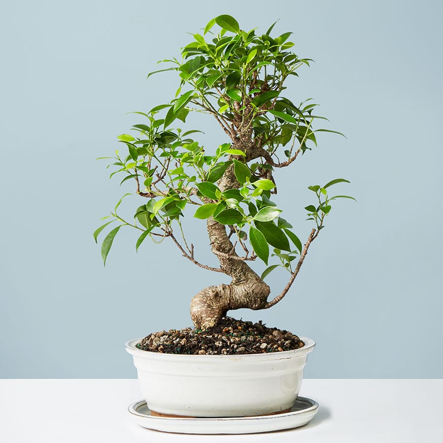 bonsai golden gate m