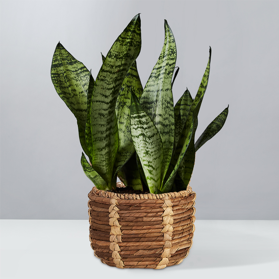 snake plant ma