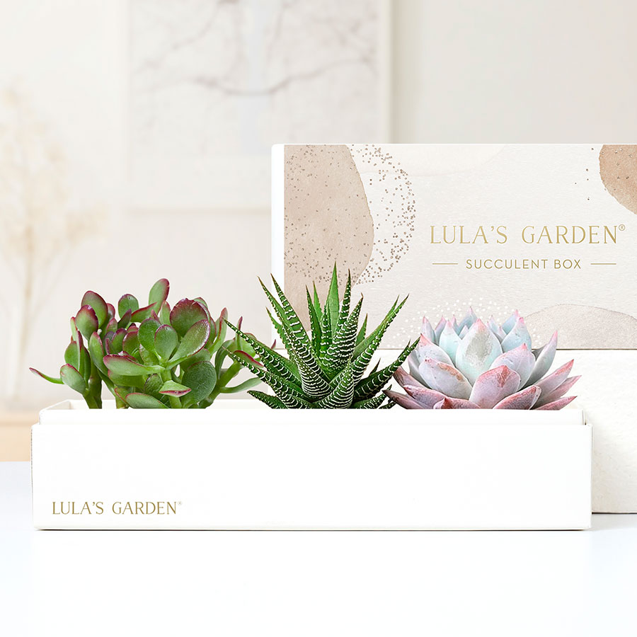 lula succulent l