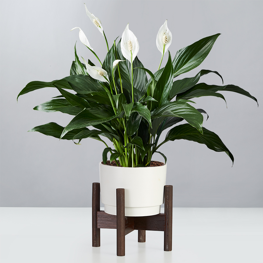 peace lily plant mds