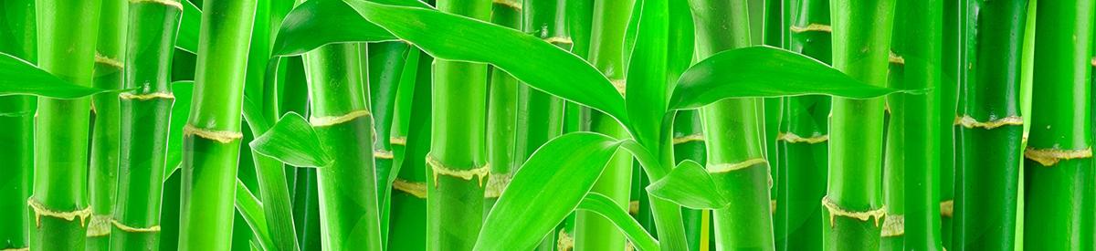 Bamboo isolated on a white