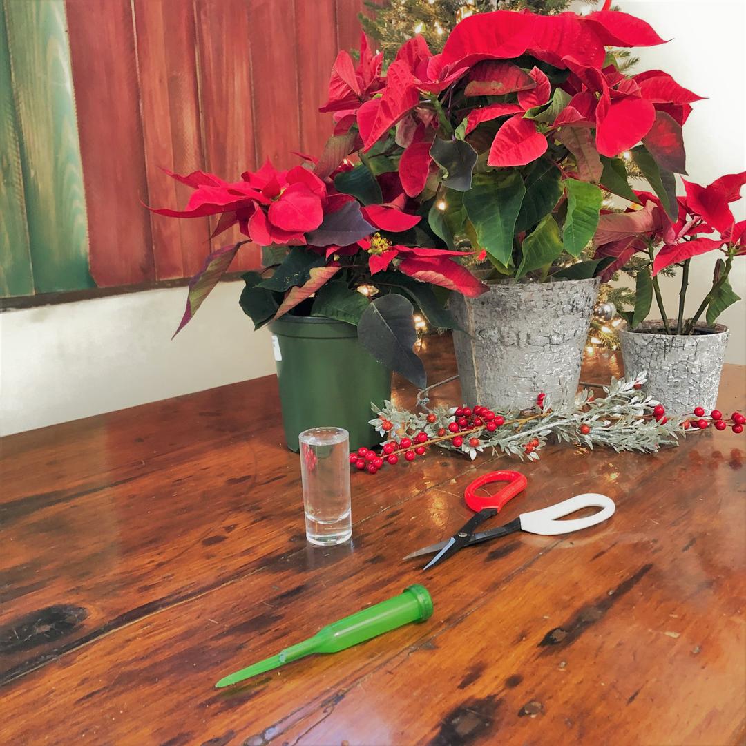 Poinsettia SUPPLIES