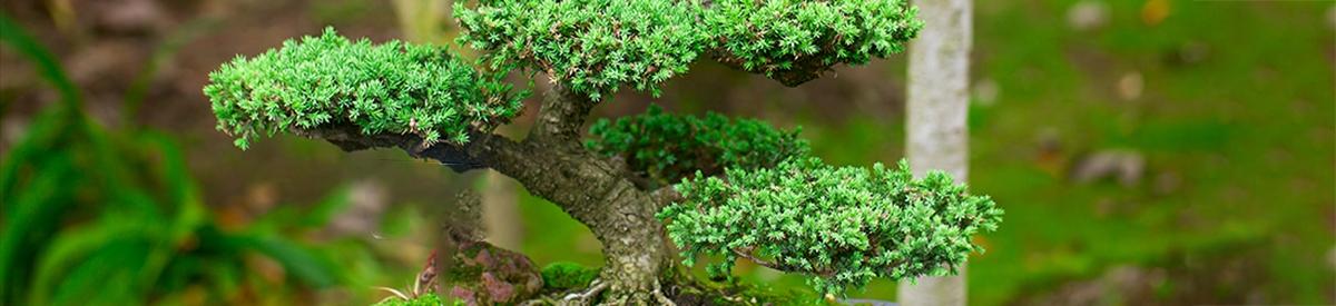 beautiful juniper bonsai  in a botanical garden