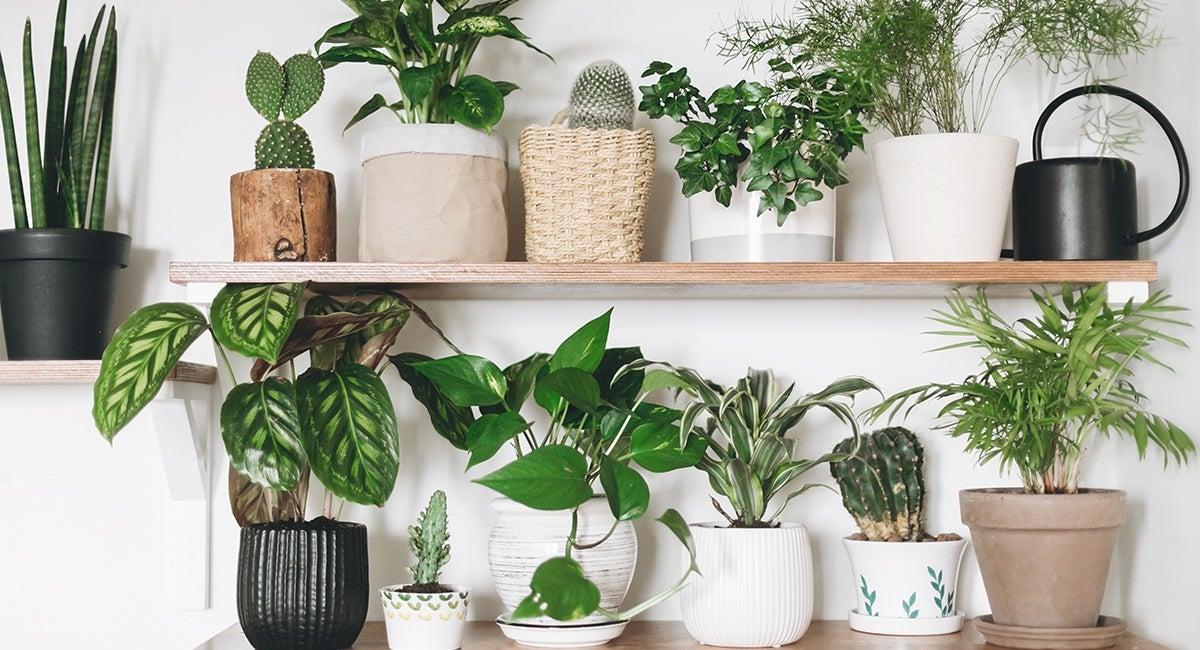 house plants social