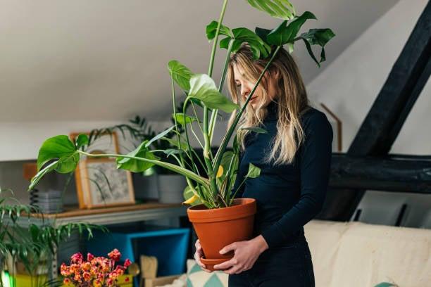 Serious womanÂ carrying a potted plant while walking in the living room