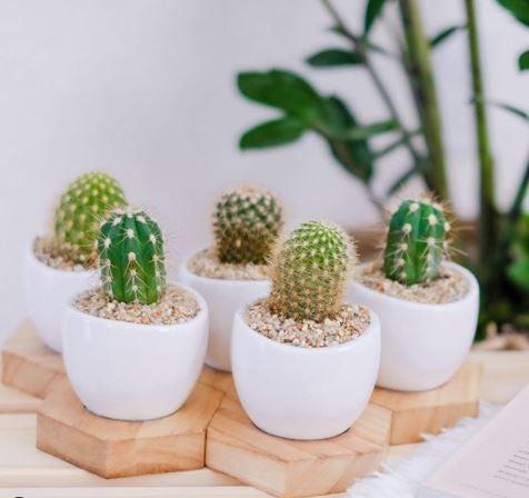 mini cacti trio