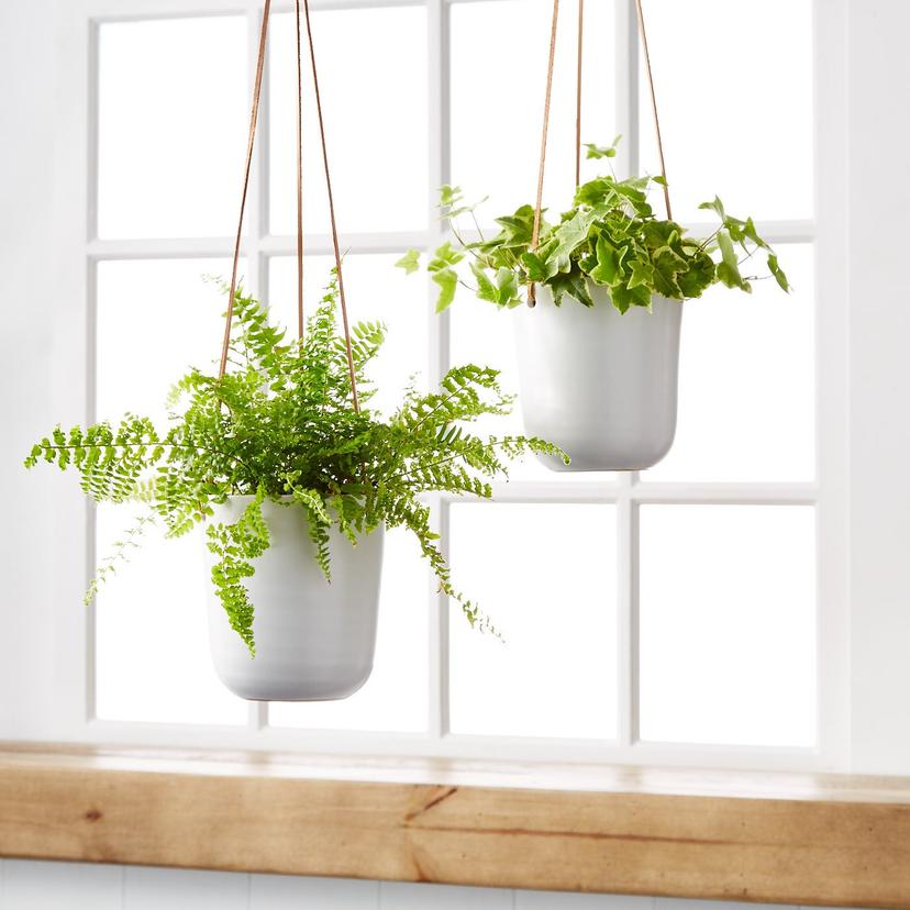 Pothos Hanging Plant S group