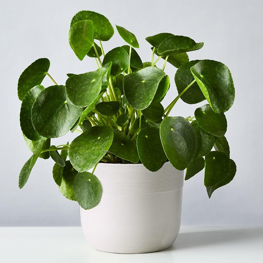 pilea