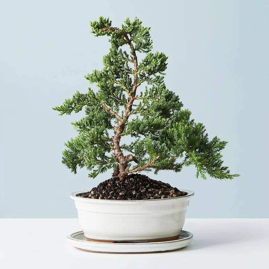 Juniper Bonsai M