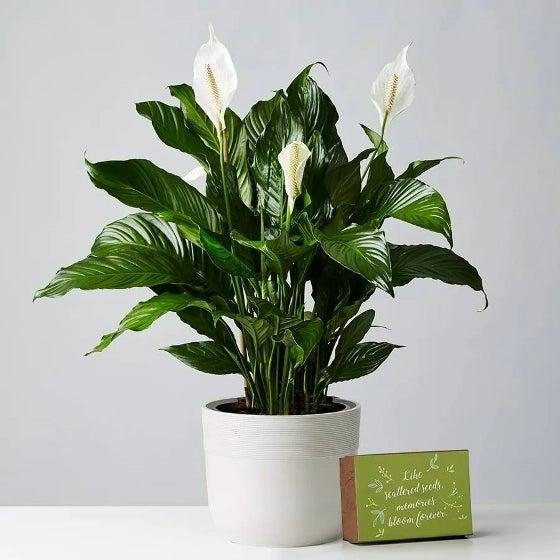 fy fw  giftingplants @x