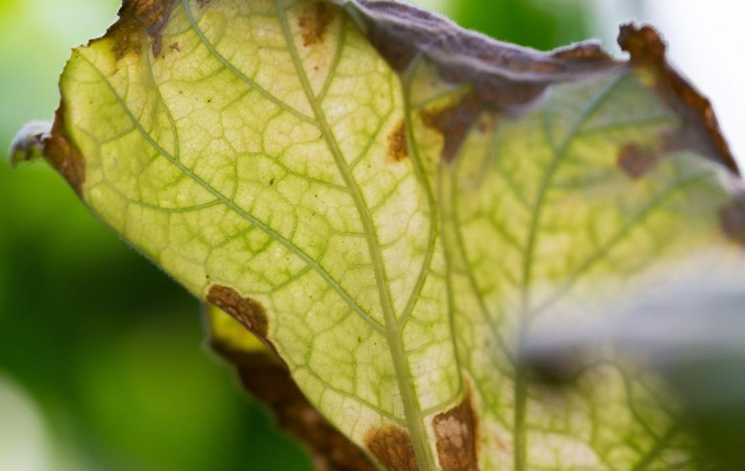 Close up of sick, diseased zucchini plant leaf in green vegetable garden