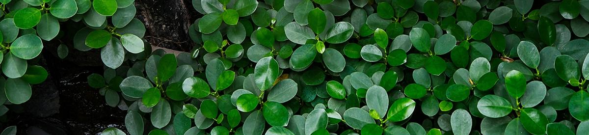 Peperomia obtusifolia leaves. Creative layout made of green leav