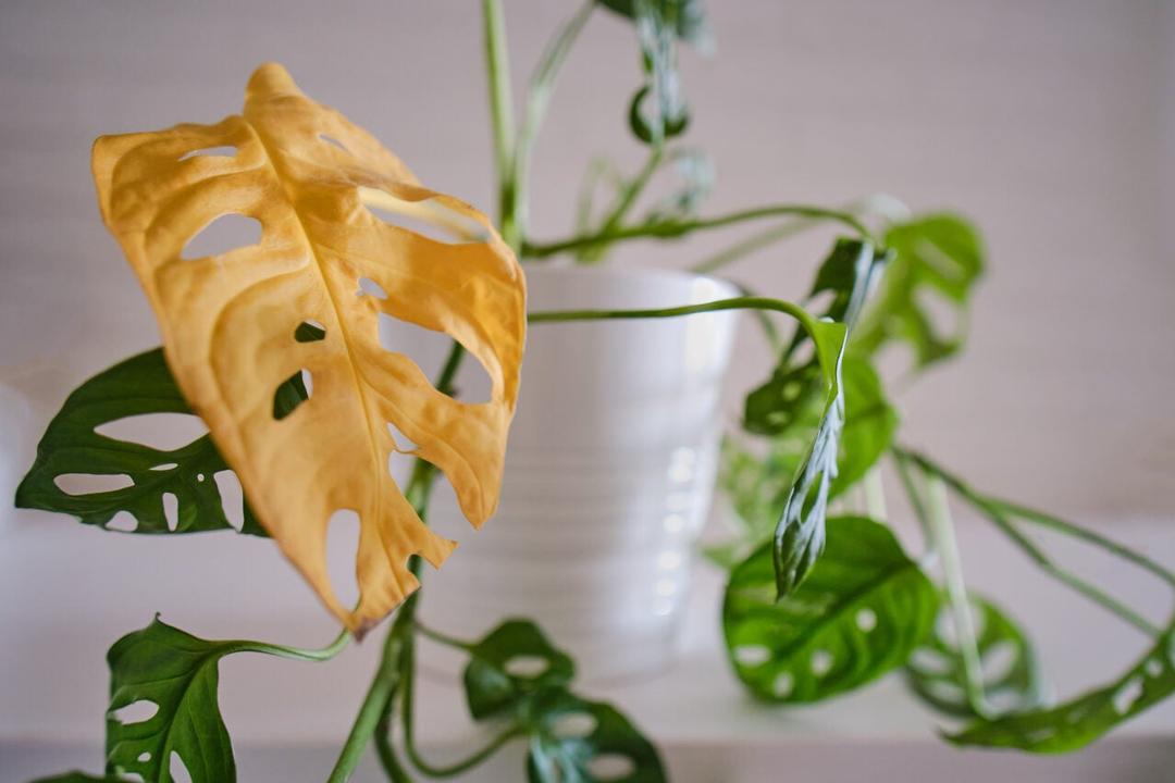 Monstera adansonii with withered yellow leaves. Monstera monkey mask with houseplant disease