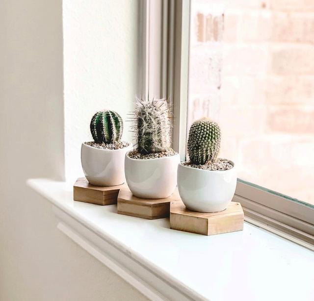 mini cacti trio