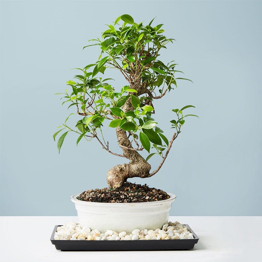 TRAY Golden Gate Ficus Bonsai M