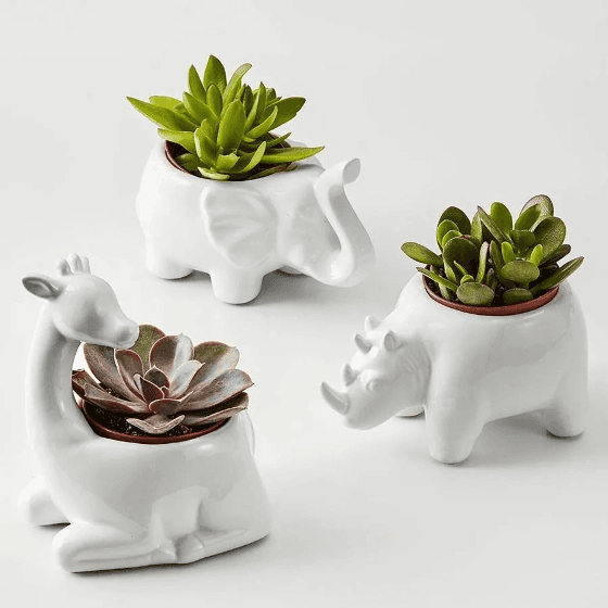 fy fw  giftingplants @x