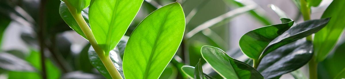 Evergreen leaves of Zamioculcas houseplant. tropical leaves pattern background.indoors plants and flowers concept.