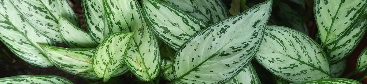 Tropical 'Aglaonema Silver Bay' plant, also known as 'Chinese Ev