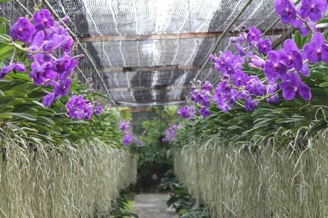 orchid farm