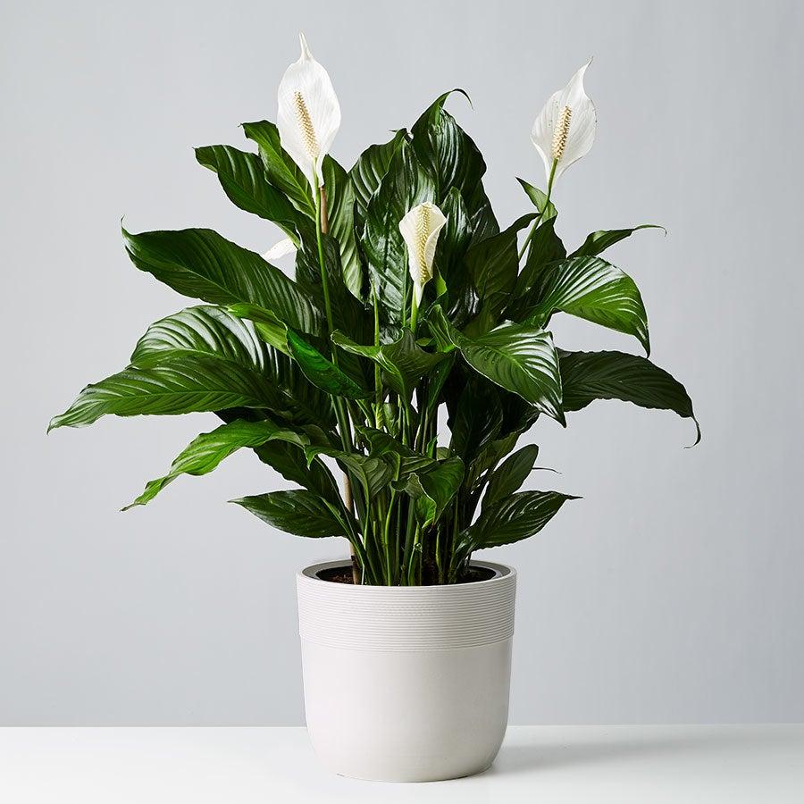 peace lily