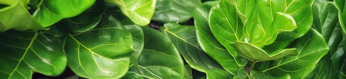 Fiddle Fig is a tropical plant in the Banyan family.Ficus Lyrat