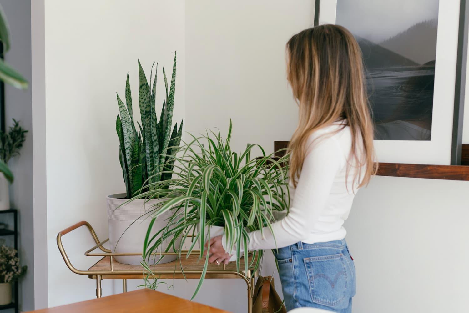 woman putting spider plant on cart