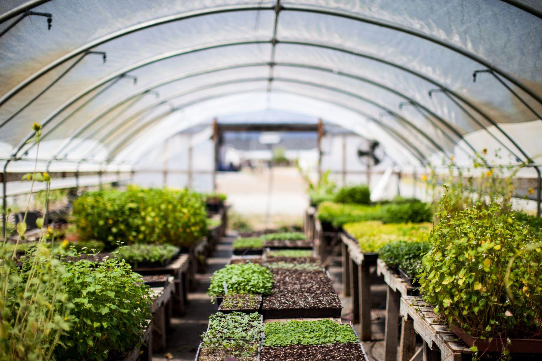 Article Cards Featured Image Greenhouse with various plants