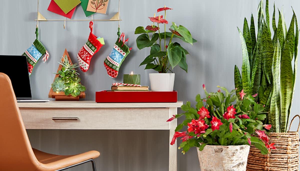 home office desk with holiday plants surrounding it