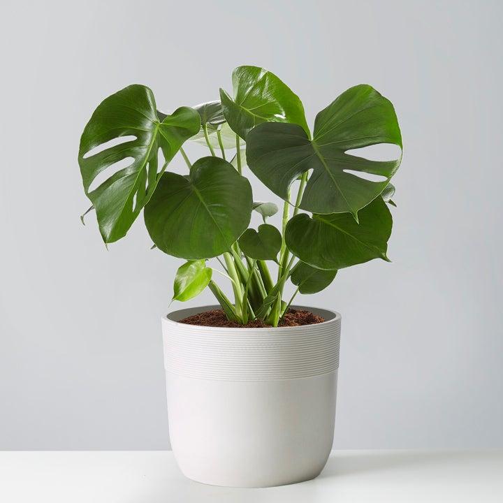 MONSTERA