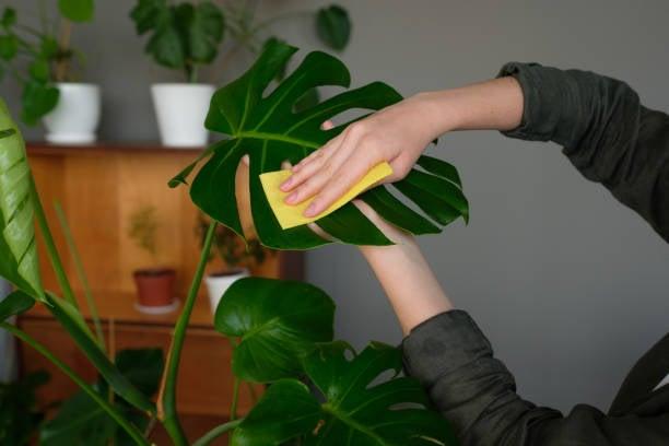 European young woman caring for a houseplant in a pot. Girl gently wipes the green leaves of Monstera. Plant care concept. Allergy to flowers. flowers in the interior