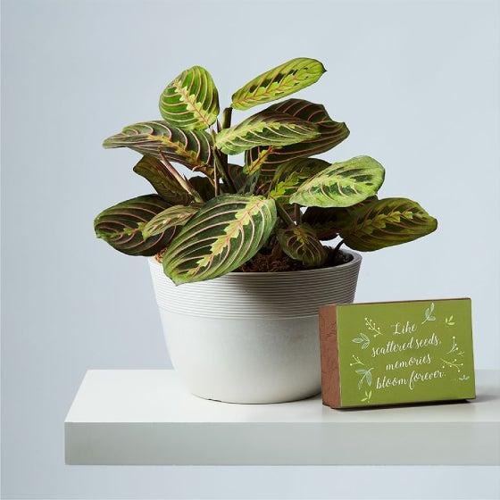 fy fw  giftingplants @x