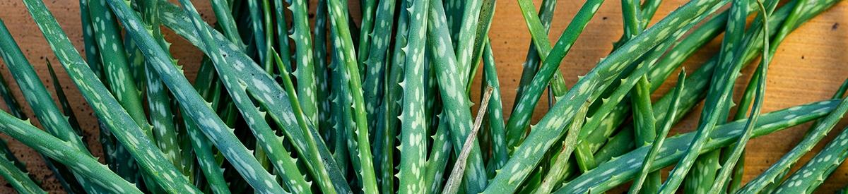 Baby Aloe Vera  Aloe Barbadensis Miller  plants before replantin