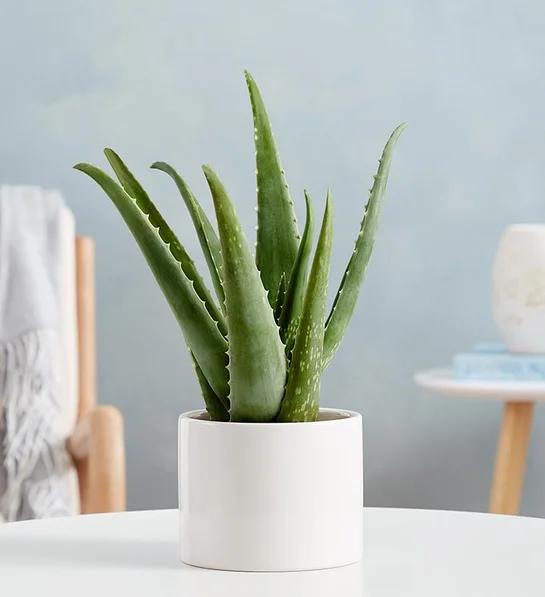 low maintenance plants Aloe Vera Plant