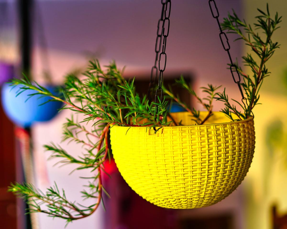 Colorful Portulaca blooming on a big plant pot. Morning light on the blurred background as a natural concept in