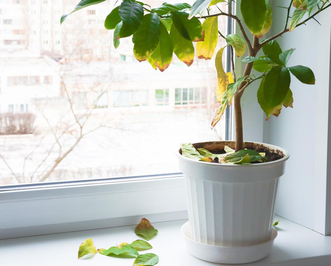 Plant in a pot on the windowsill inside the room. An unhealthy plant with yellowed and fallen leaves. Improper care, illness.