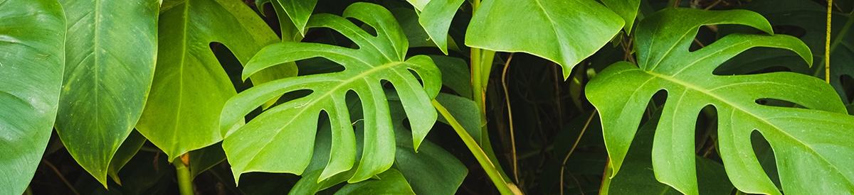 Monstera Philodendron leaves   tropical forest plant