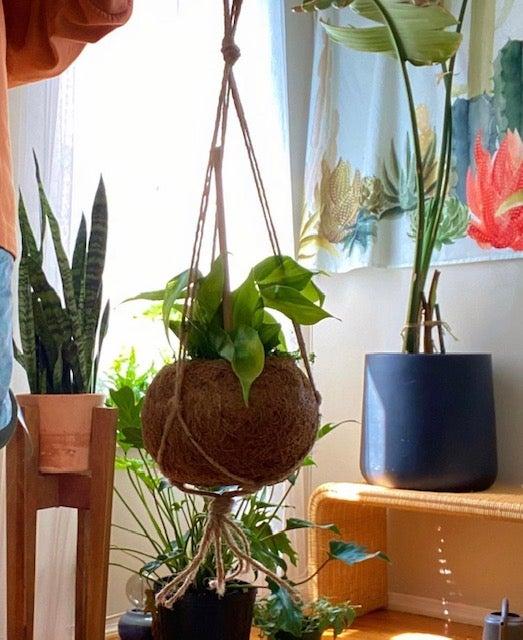 philo kokedama