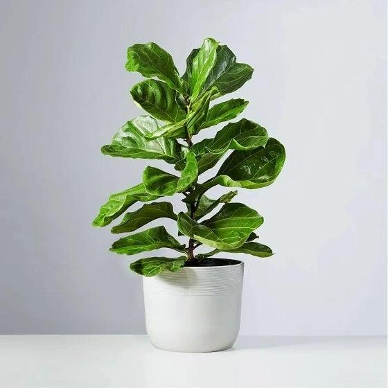 fy fw  giftingplants @x