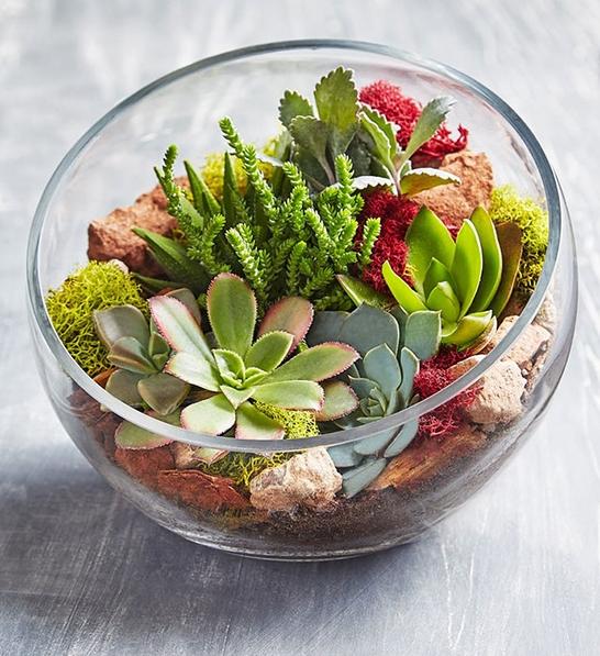 holiday gifts for employees terrarium succulents