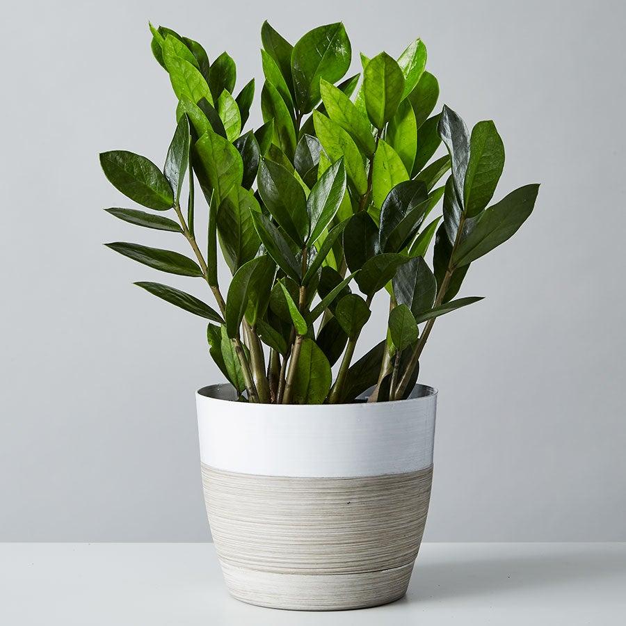 ZZ Plant Zamioculcas Zamiifolia M