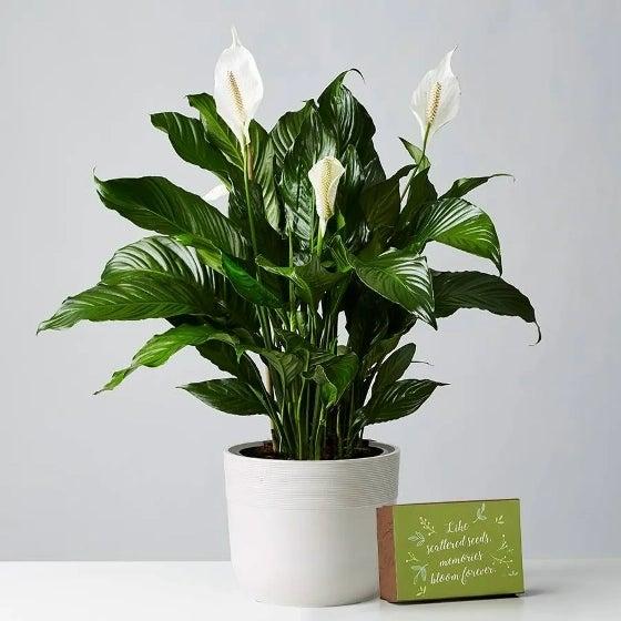 Peace Lily Plant in a sandstone container, next to a box of wildflower seeds