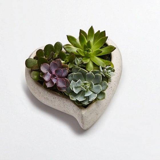 Succulents in a heart shaped cement container