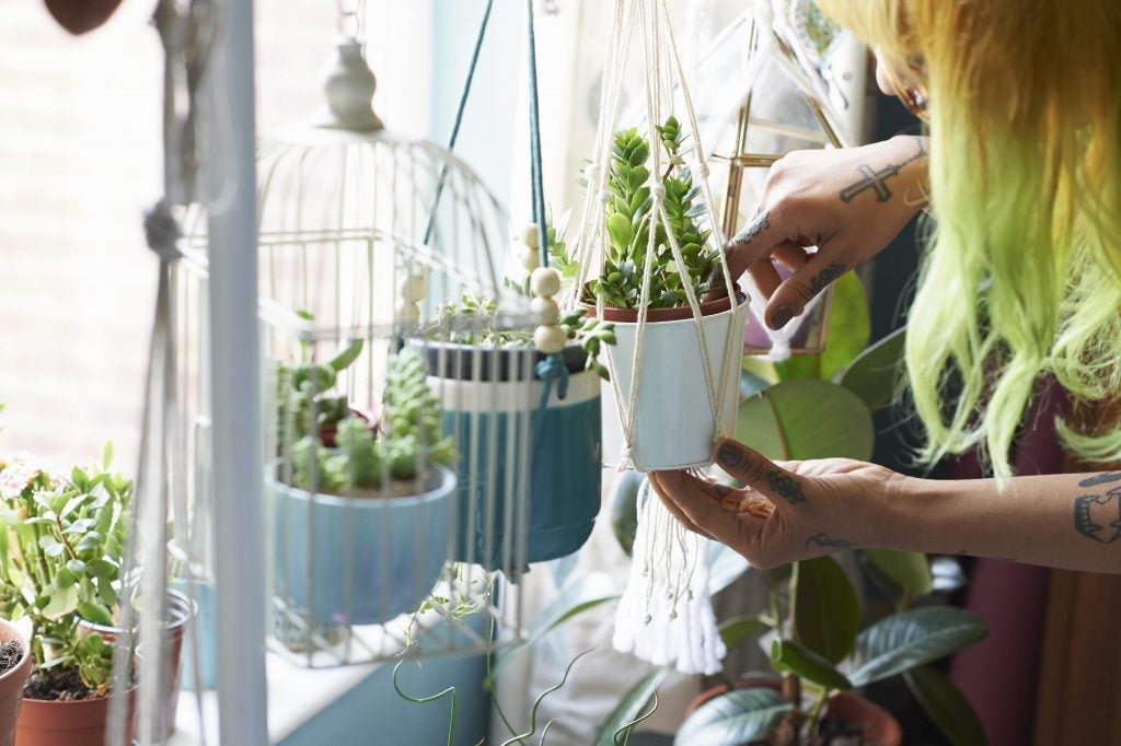 hängande växter kan också innehålla lättvårdade sorter, häng dem bara inte någonstans som är otillgängliga för vattning.'t hang them somewhere that's inaccessible for watering.