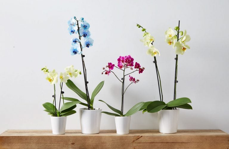 Phalaenopsis Orchid Care | Indoor Orchid Care | Plants.com