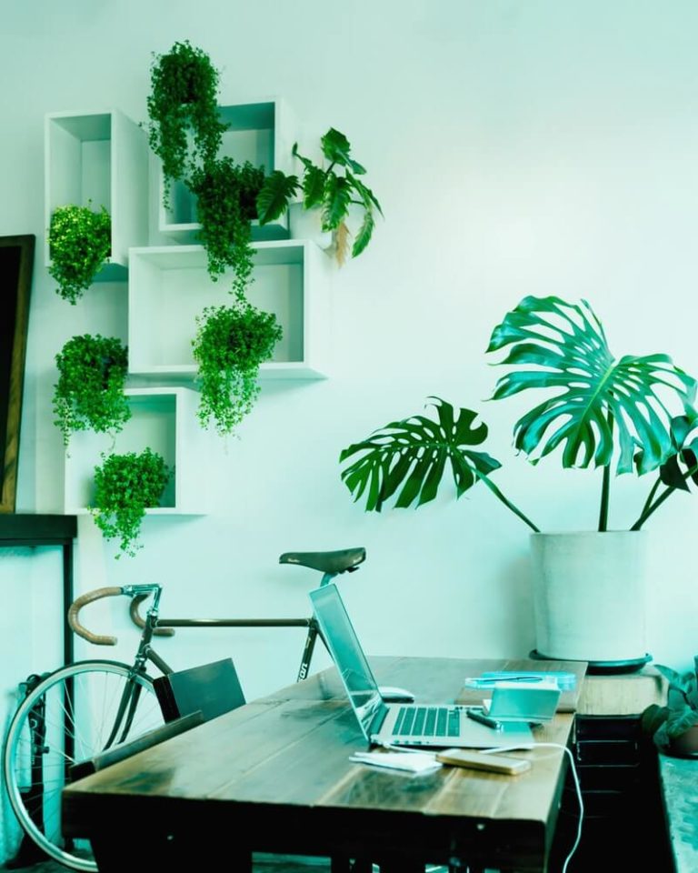 Office Desk Plants | Easy Office Plants | Plants.com